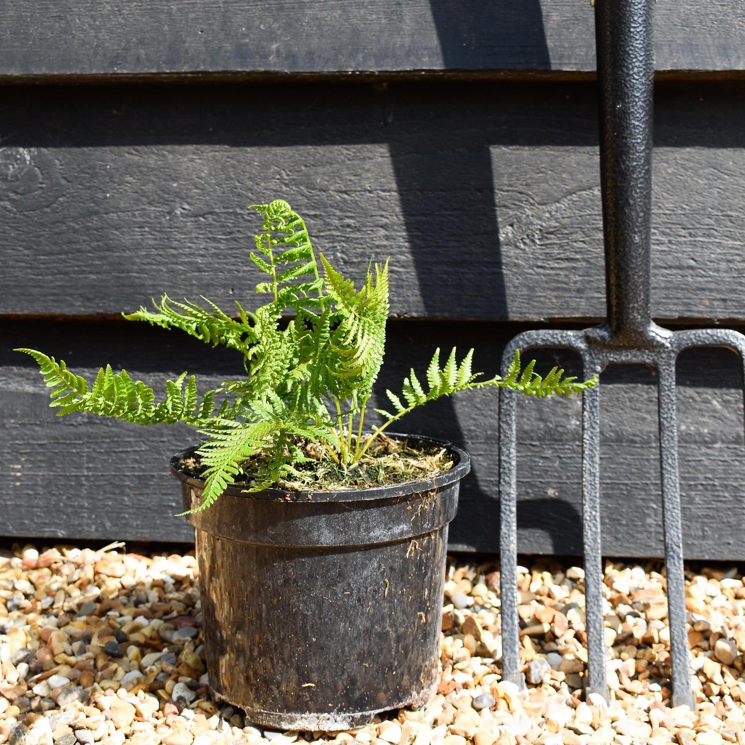 Athyrium filix-femina "Lady in Red" | Lady Fern- 3lt