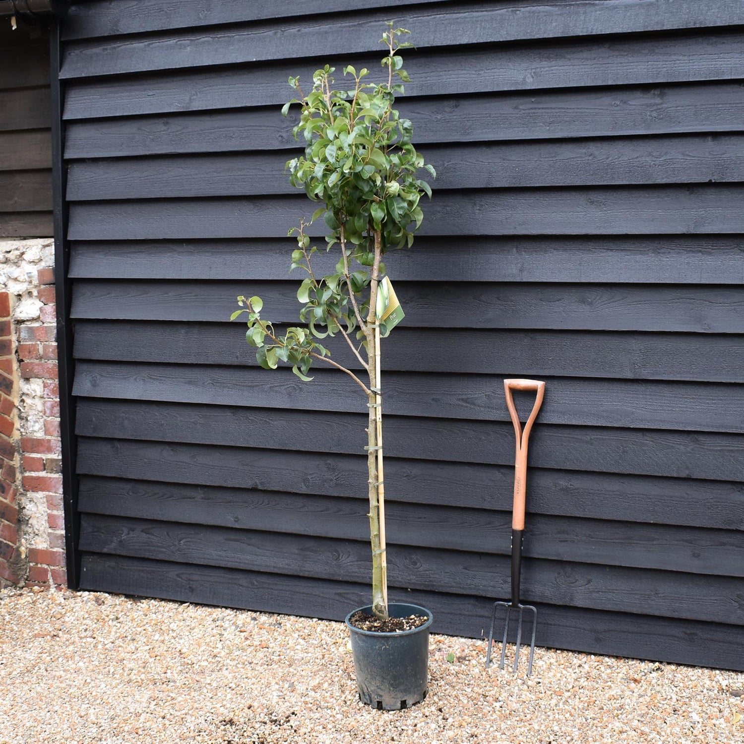 Pear 'Concorde' | Pyrus communis 'Concorde' -  150-170cm - 12lt