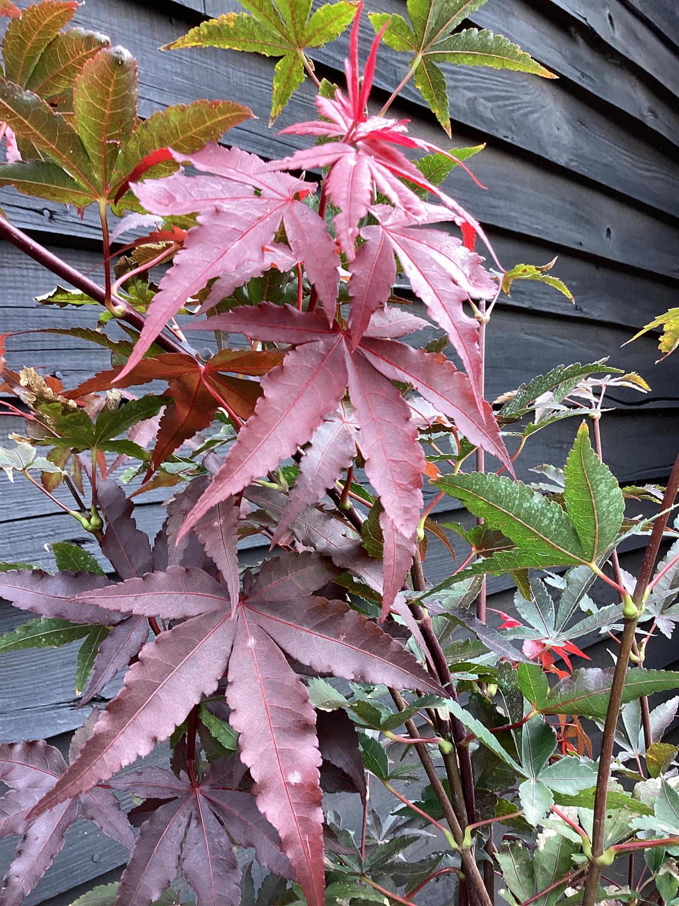 Acer palmatum 'Little Red' | Japanese Maple Little Red - 220-230cm, 35lt