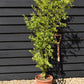 Acer palmatum 'Going Green' | Japanese maple 'Going Green' - 110-140cm - 15lt