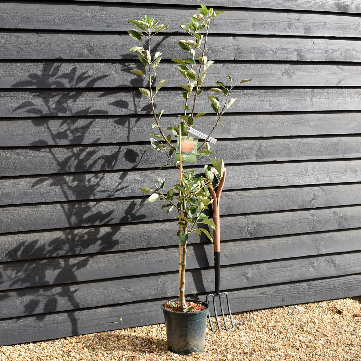 Apple tree 'Sunset' | Malus domestica - M26 -Semi-Dwarfing - Height 150-160cm - 12lt