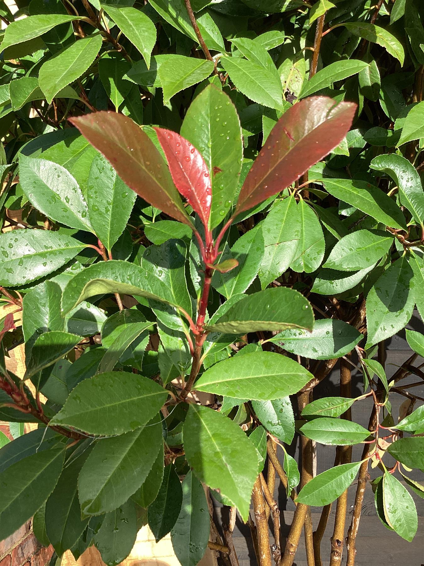 Photinia Red Robin | Christmas berry 'Little Red Robin' - Multi Stem - 250-260cm, 70lt