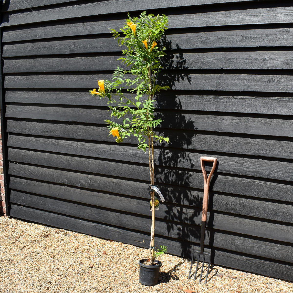 Campsis 'Flava' - Deciduous Climber - Height 180-200cm - 9lt