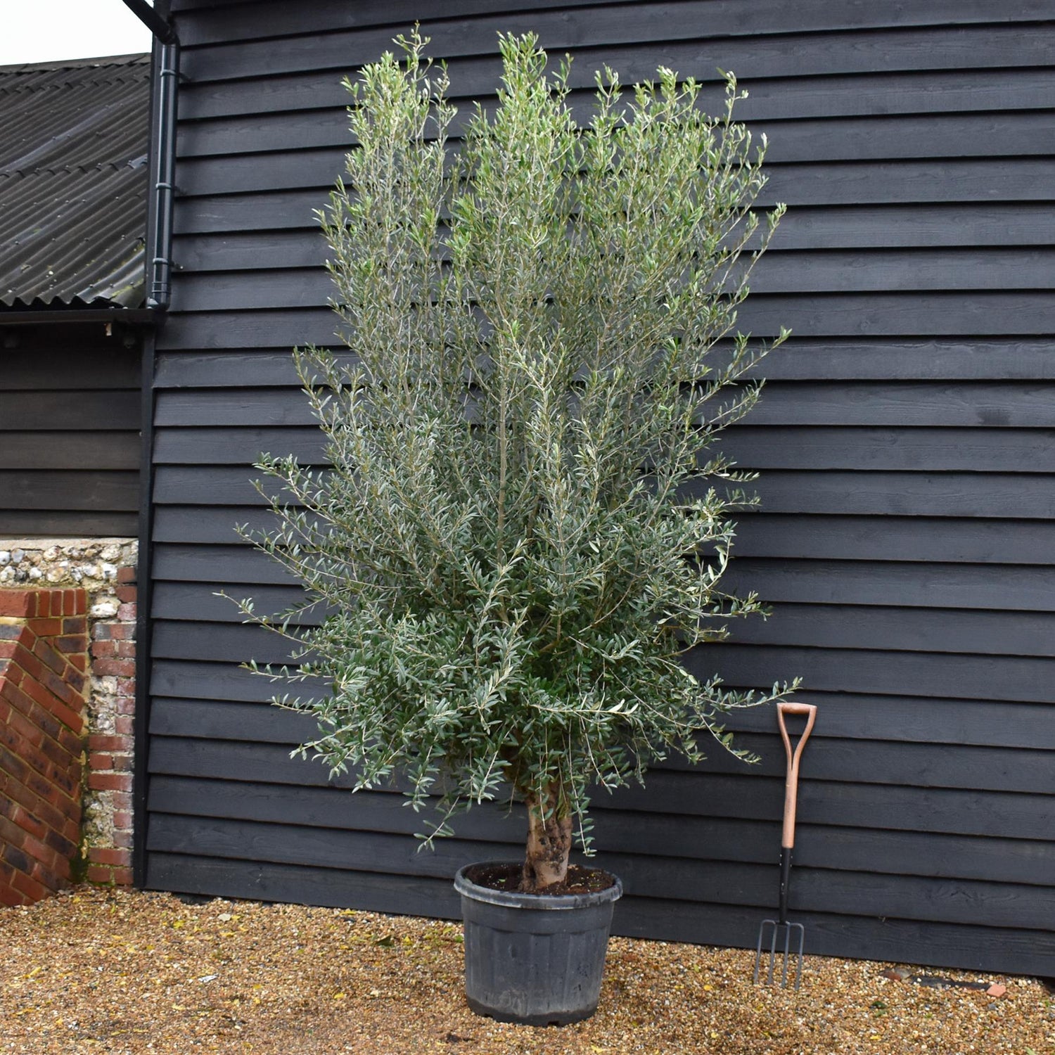 Olive Tree | Olea Europea Specimen 28A - Trunk Height 40cm - Height 240-260cm - 70lt