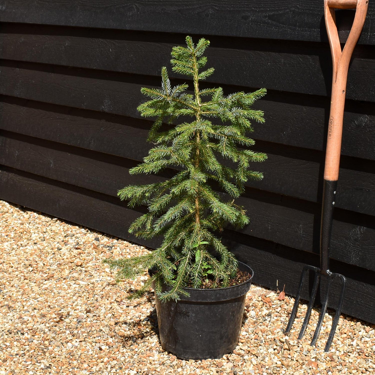 Picea Omorika | Serbian Spruce -  Height 70-90cm - 10lt