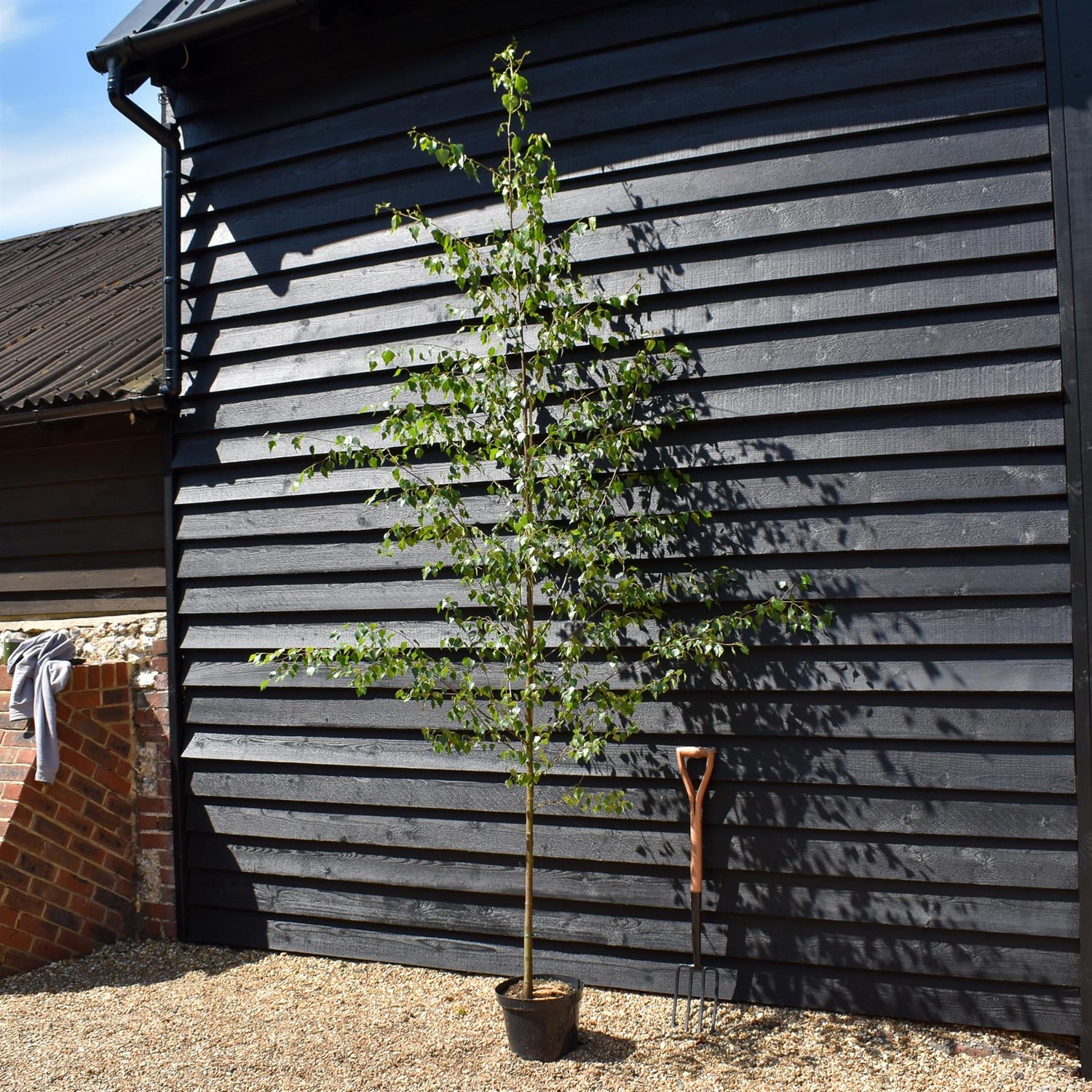 Silver Birch| Betula Pendula - Girth 10-12cm -  Height -200-250cm - 12lt