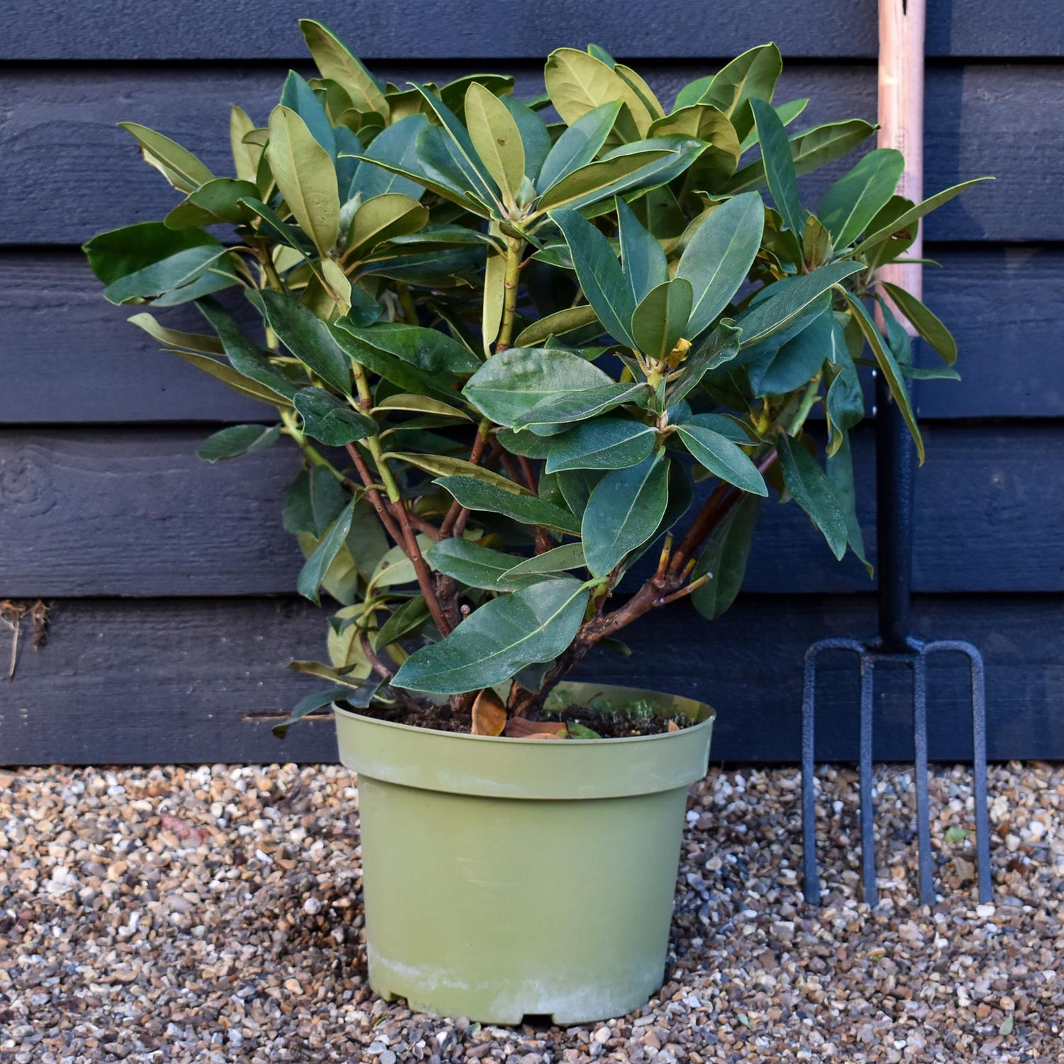 Rhododendron 'Gomer Waterer' - Shrub - Height 50-60cm - 10lt