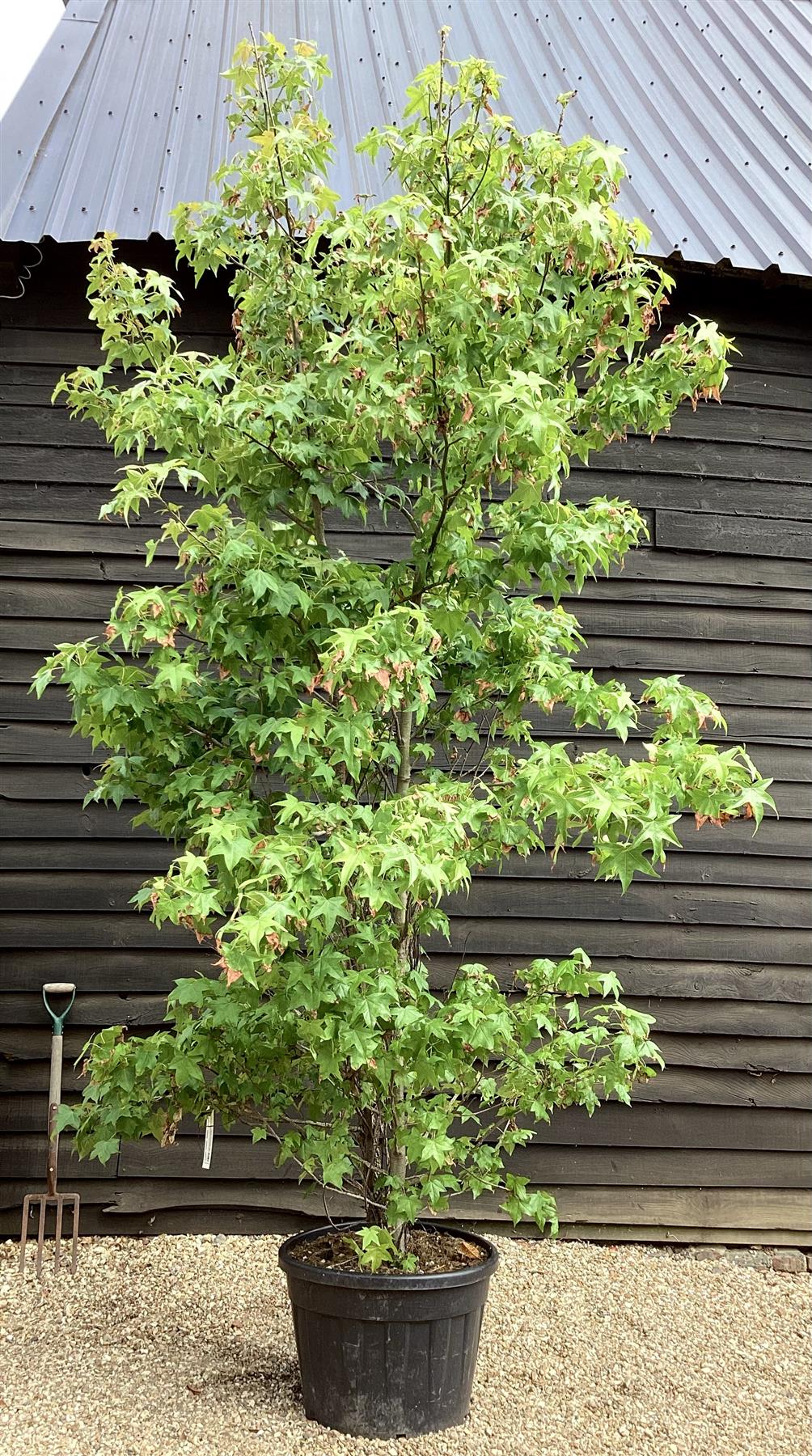 Liquidambar styraciflua | Sweet Gum Tree - 350-370cm, 55lt