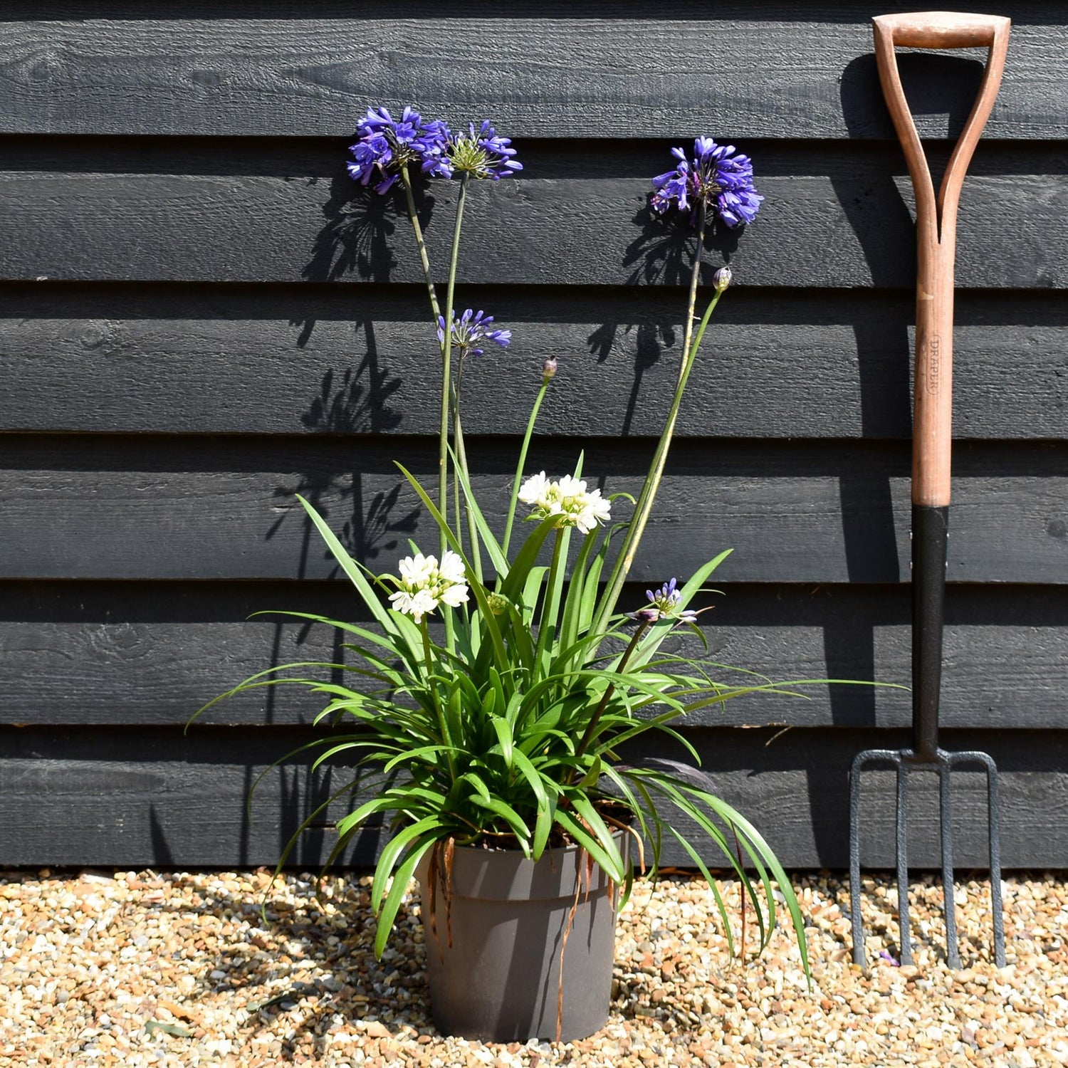 Agapanthus - Mixed White Blue Purple - Height 50-60cm - 5lt