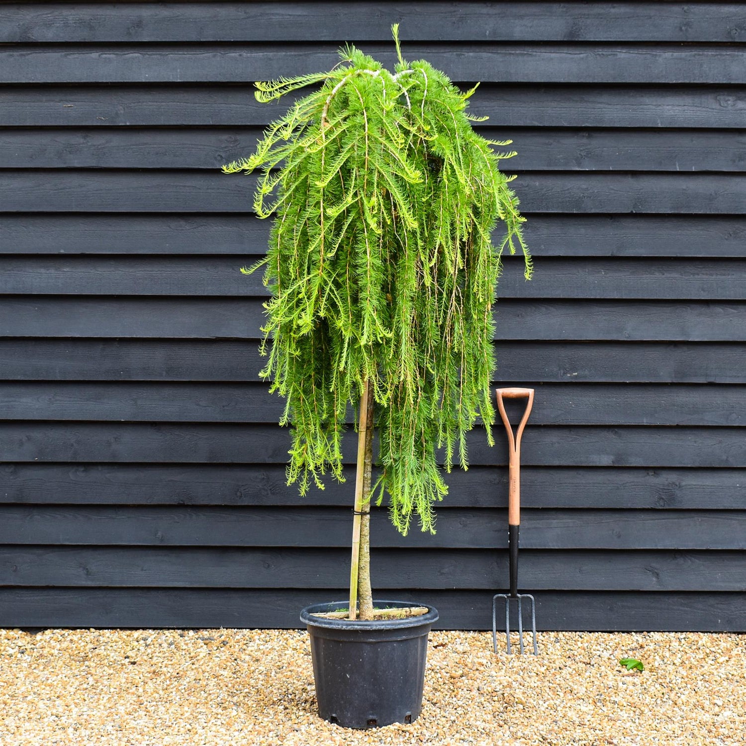 Larix decidua 'Puli' | Weeping European Larch - Clear Stem - 120-140cm - 35lt