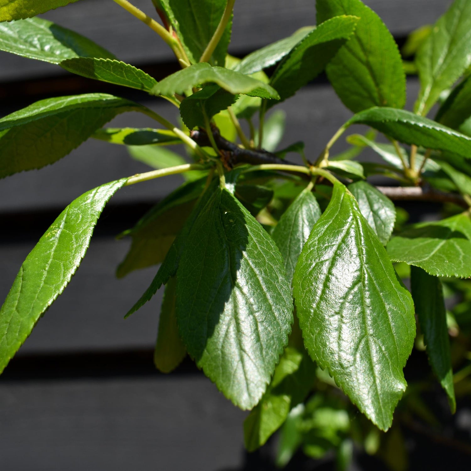 Plum tree Japanese - Santa Rosa | Prunus domestica - Height 100-120cm - 20lt