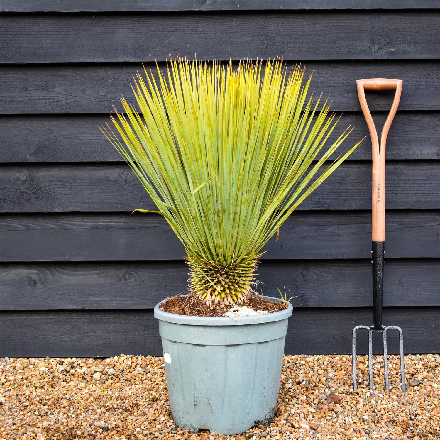 Yucca rostrata | Beaked Yucca - Height 60-80cm - 20lt