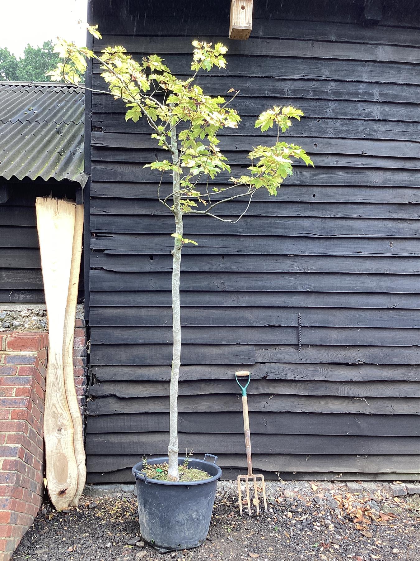 Acer Pseudoplatanus Simon Louie Ferer | Variegated sycamore 'Simon-Louis Frères' - 310-340cm, 50lt