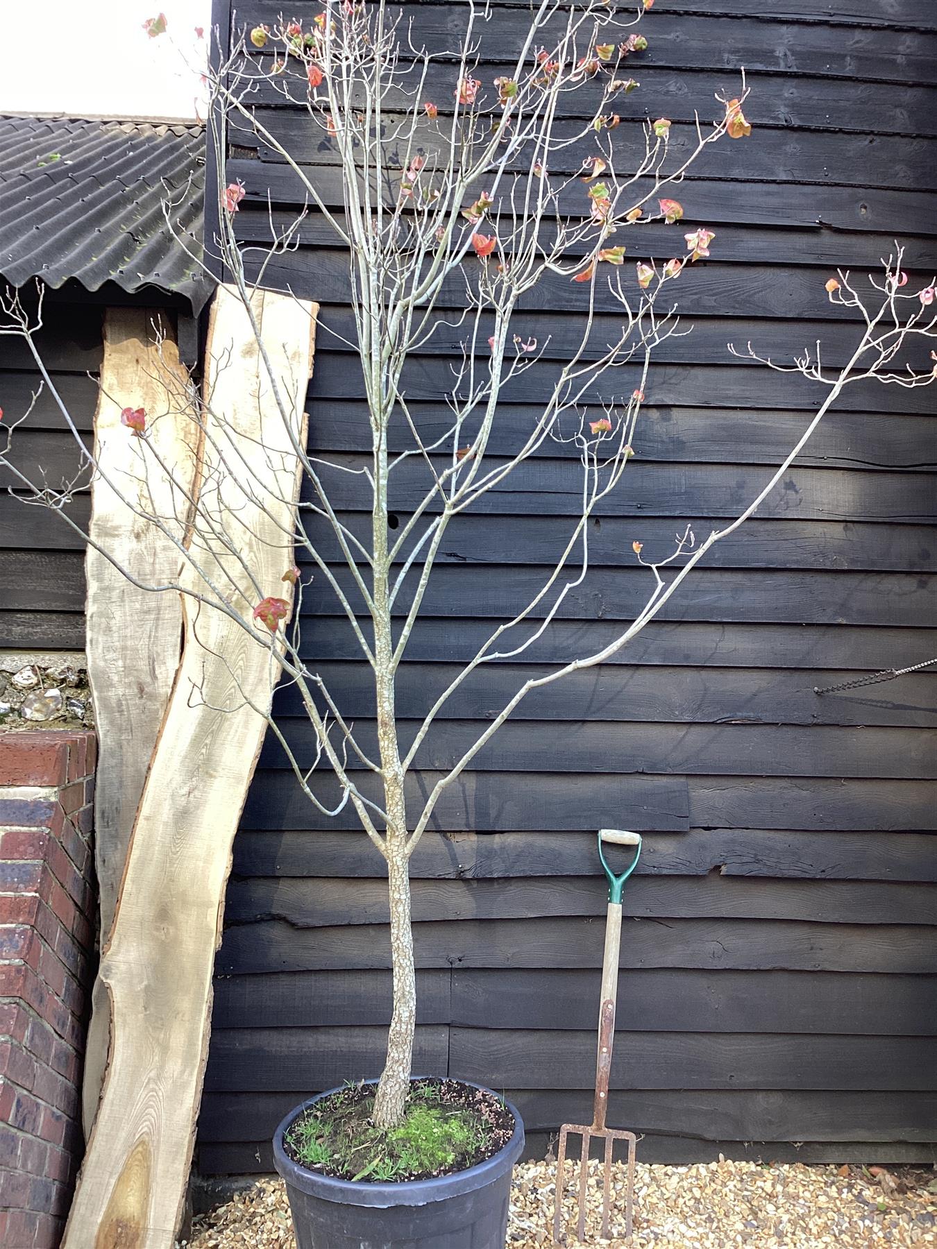 Cornus Florida Dogwood - 330/350cm, 50lt