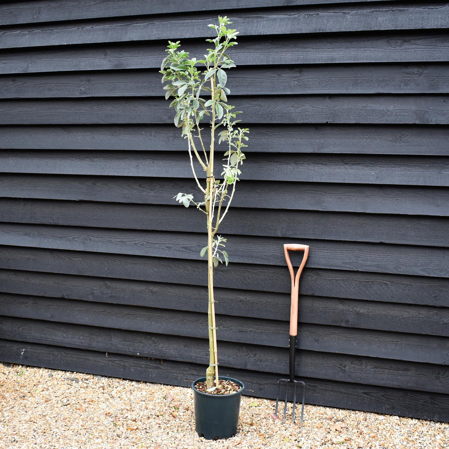 Cytisus battandieri | Moroccan Broom - Height 190-200cm - 12lt