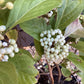 Callicarpa bodinieri 'Snowstar' | White Beauty Berry - 60-70cm, 10lt