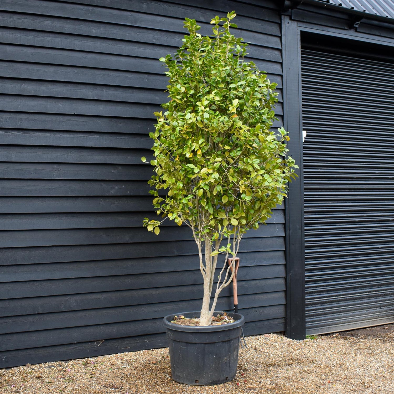 Camellia Japonica | Japanese Camellia Multistem - Height 250-270cm - 150lt