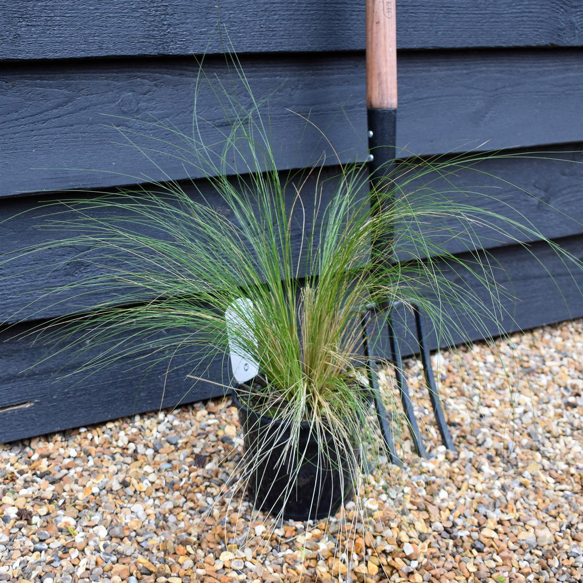 Stipa tenuissima 'Pony Tails' | Mexican Feather Grass - Height 30-40cm - 3lt