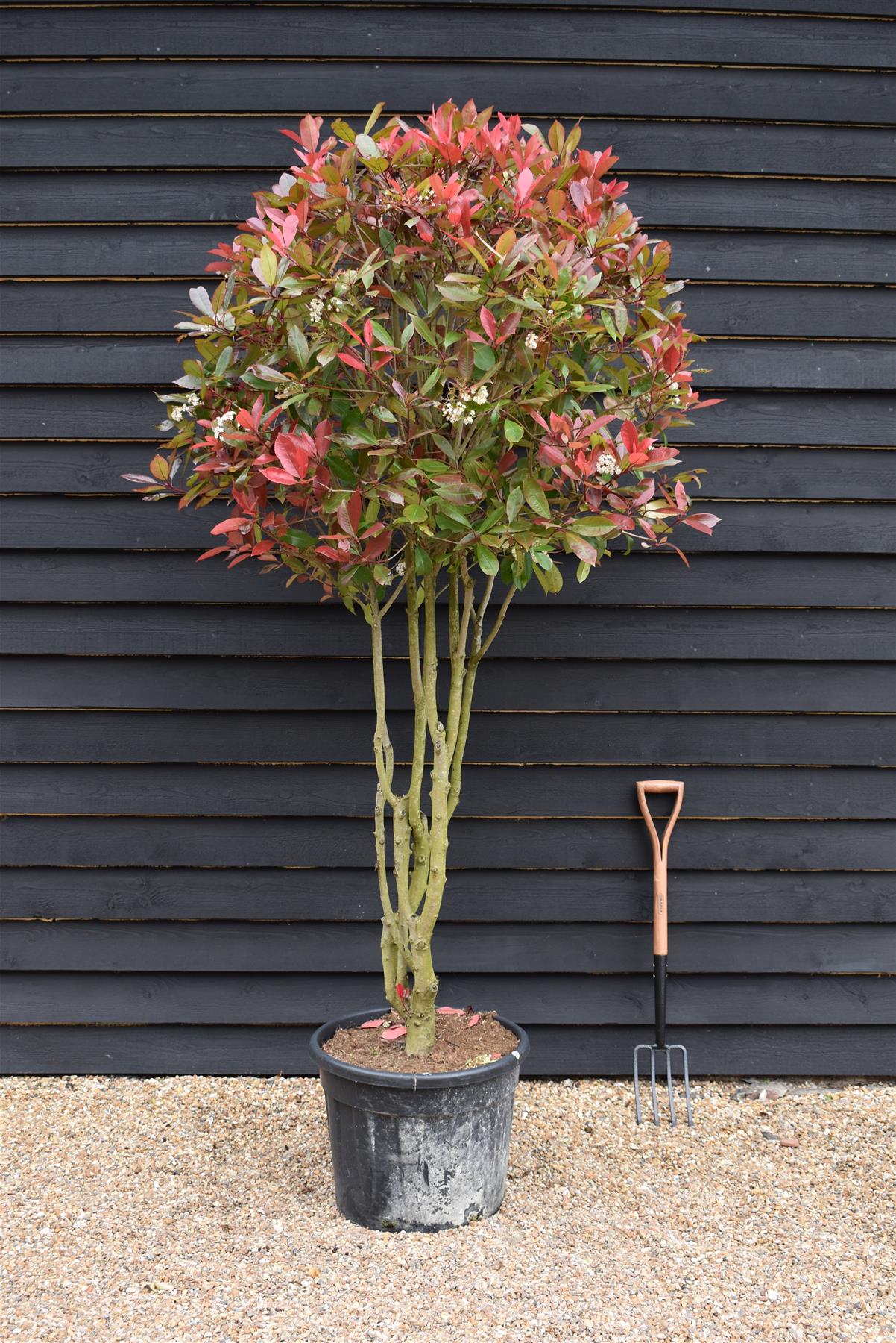 Photinia Red Robin | Christmas berry 'Red Robin' - Parachute - 250cm, 70lt