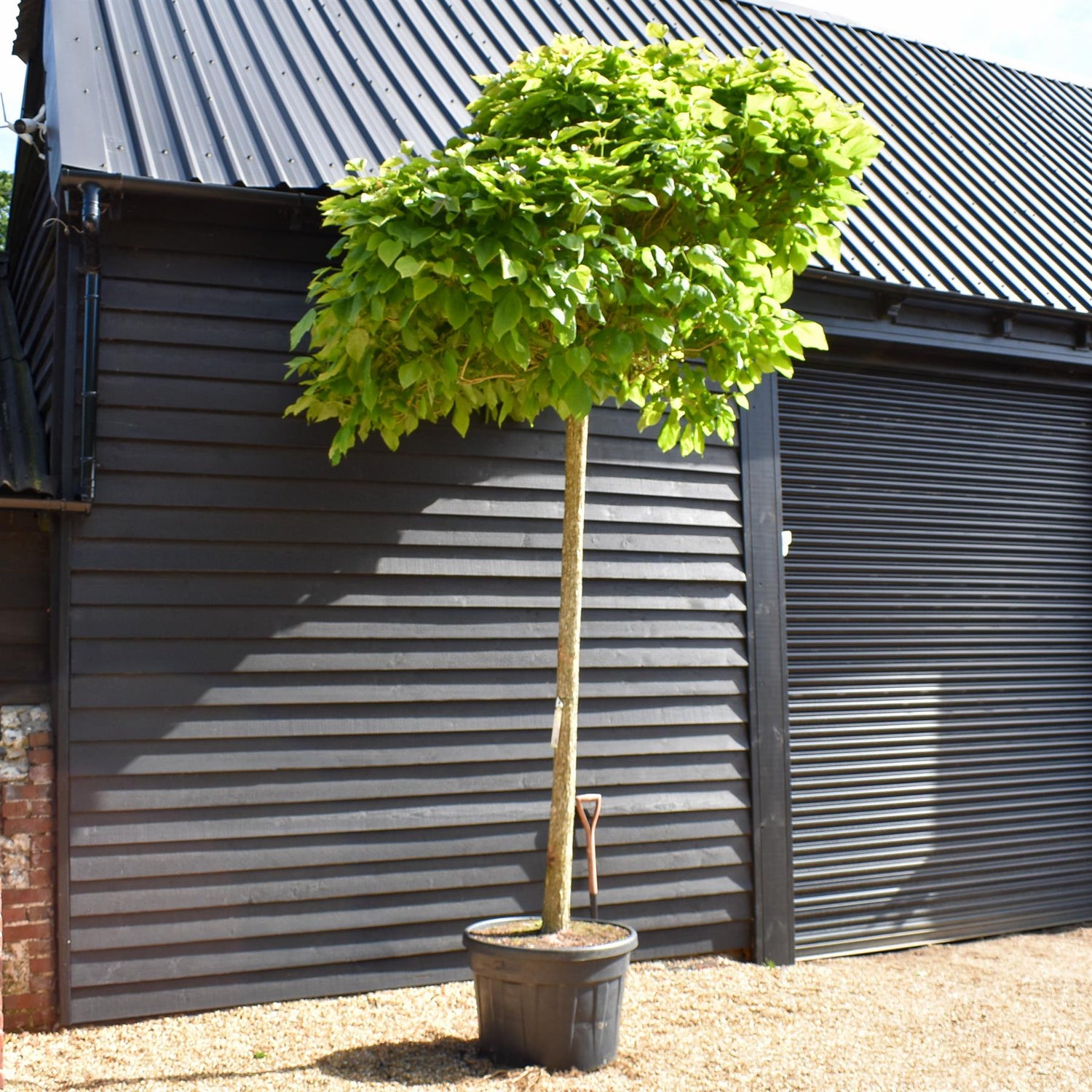Catalpa Bignonioides (Ovata) Tree | Indian bean tree - Standard - Mature Tree - Height 350cm - 150lt