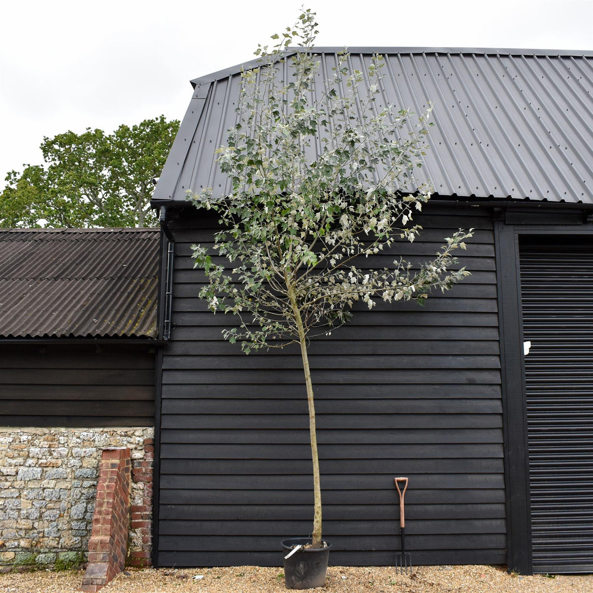Populus alba | White Poplar Tree - Standard - Clear stem 160-170cm - Height 430-450cm - 55lt
