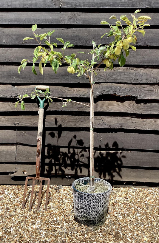 Prunus domestica 'Victoria' Plum Tree - 150-180cm, 10lt