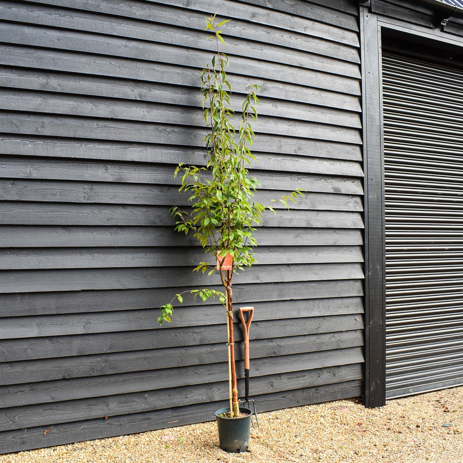 Prunus Serrula | Tibetan Cherry - Height 150-200cm, 10lt