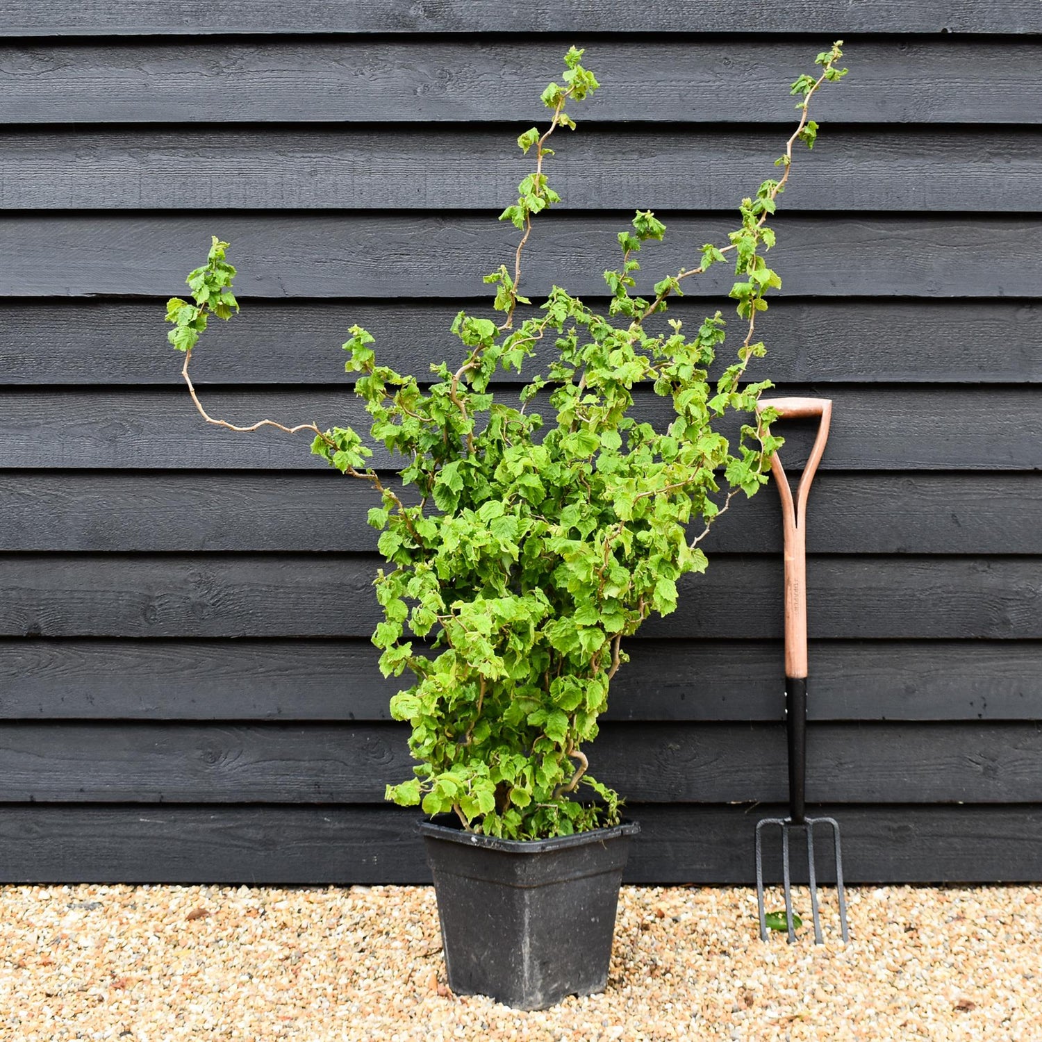 Corylus avellana 'Twister' | Corkscrew Hazel -Shrub - Height 150-160cm - 15lt