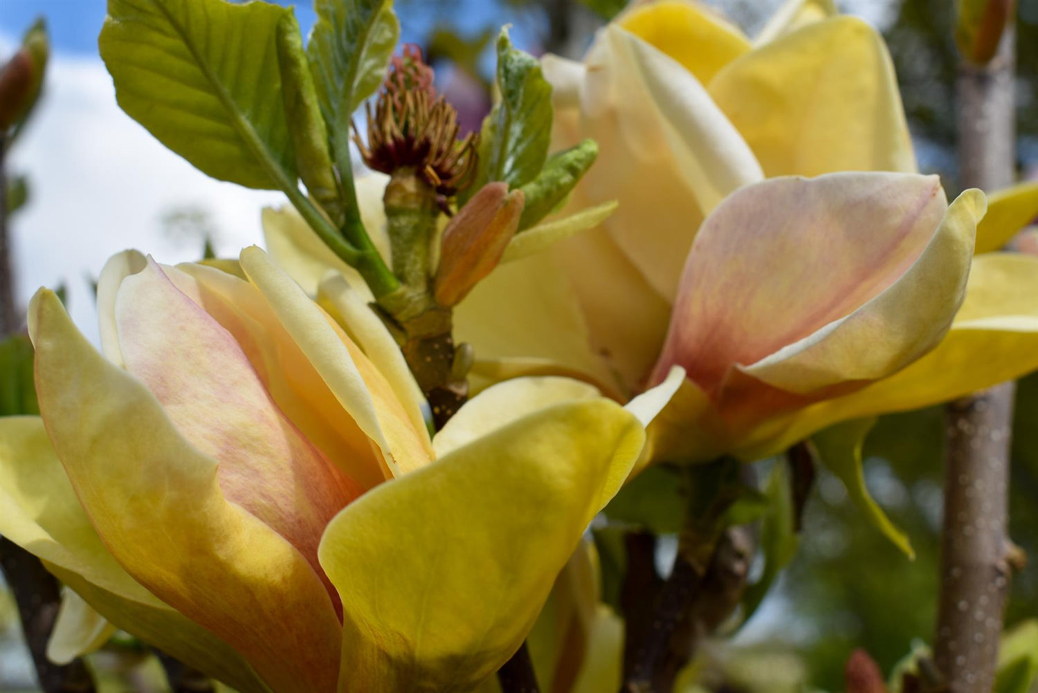 Magnolia 'Sunsation' - Clear stem 120cm - Height 230cm - Girth 8cm - 35lt