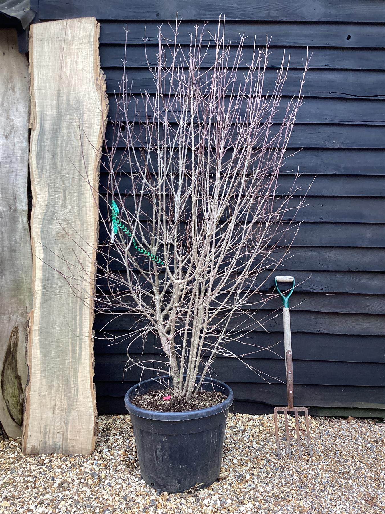 Cornus Mas | Cornelian Cherry - Height 180-200cm -55lt