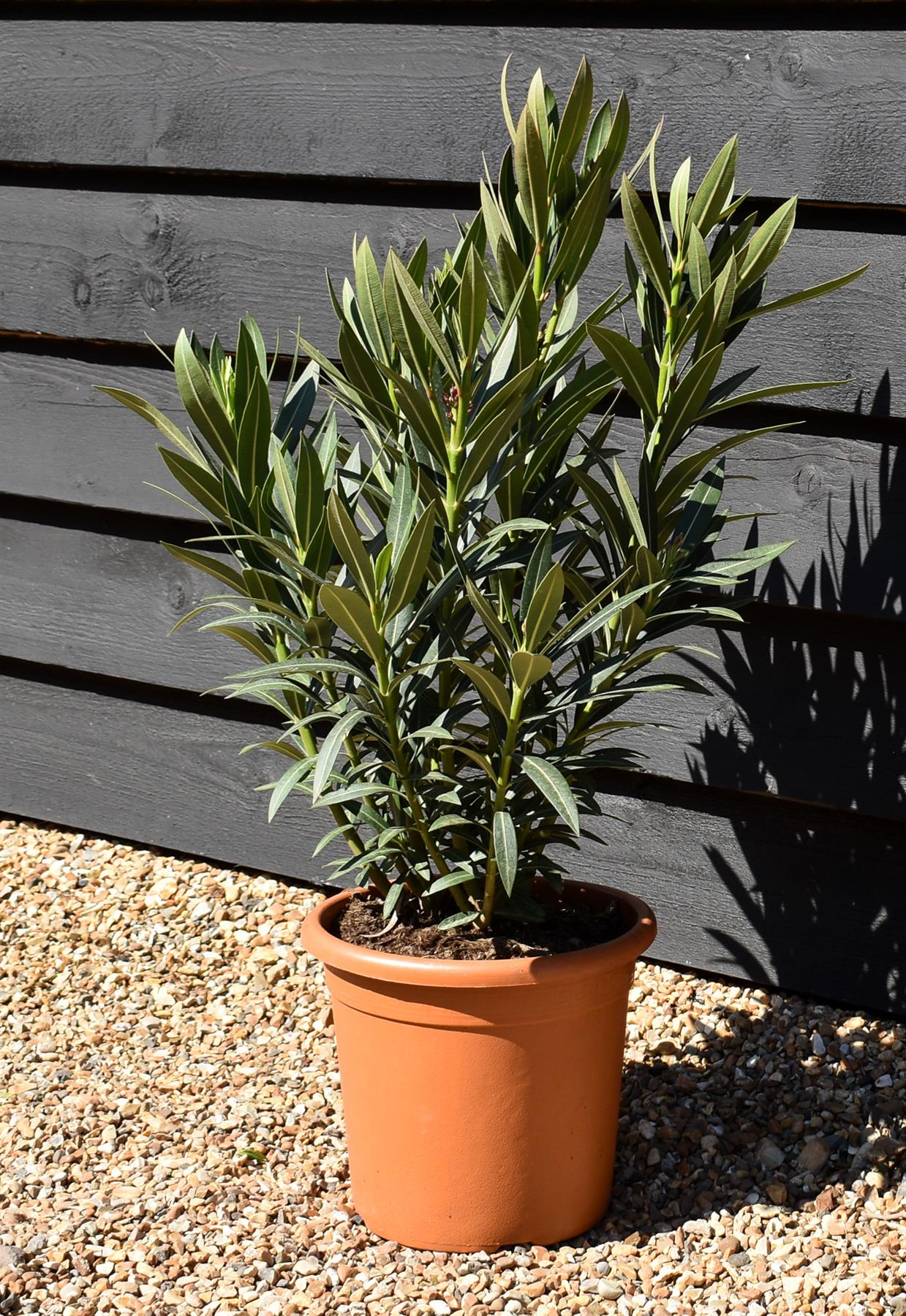 Nerium oleander - Ivory Yellow - 80cm - 7lt