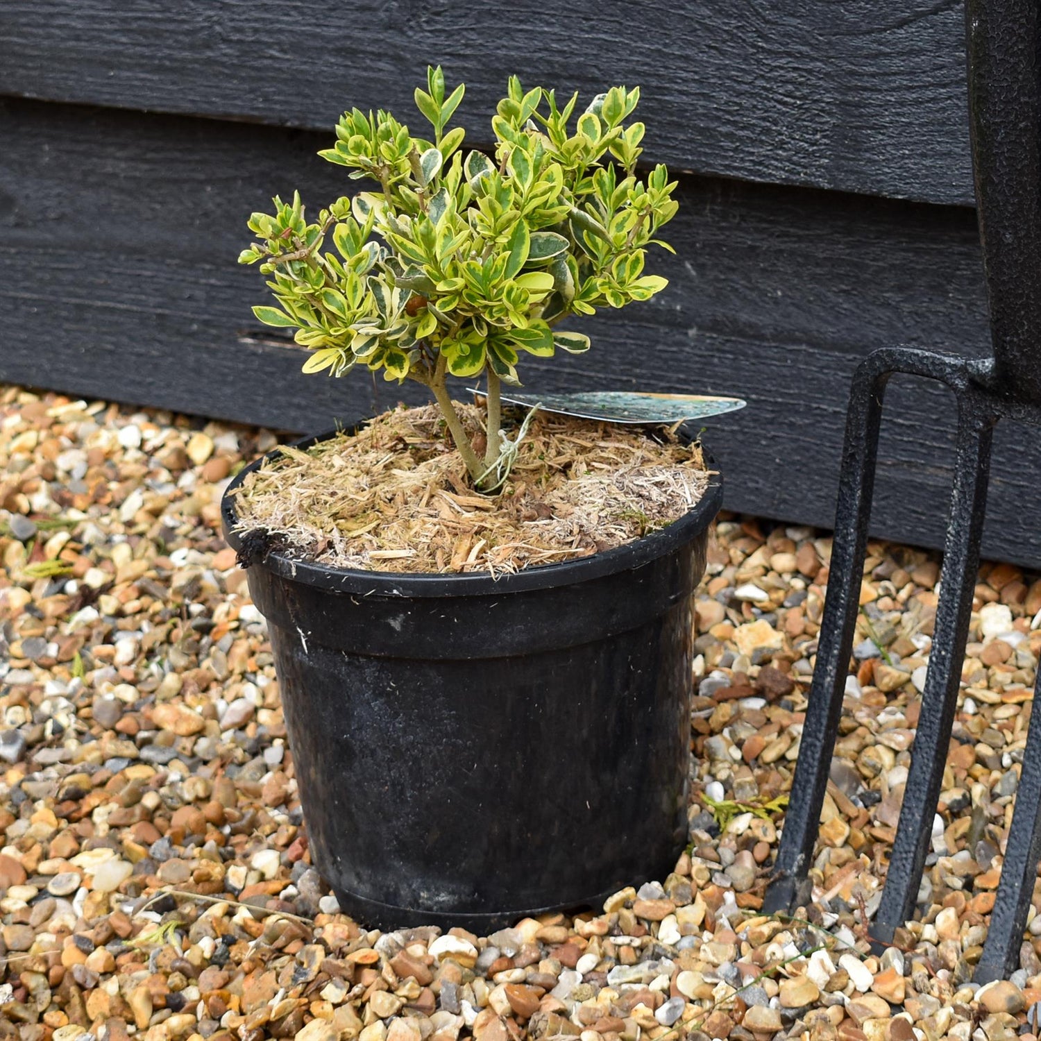 Euonymus Emerald N Gold - Height 10-15cm - 2lt