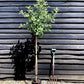 Apple tree 'Idared' | Malus domestica - 150-160cm - 10lt