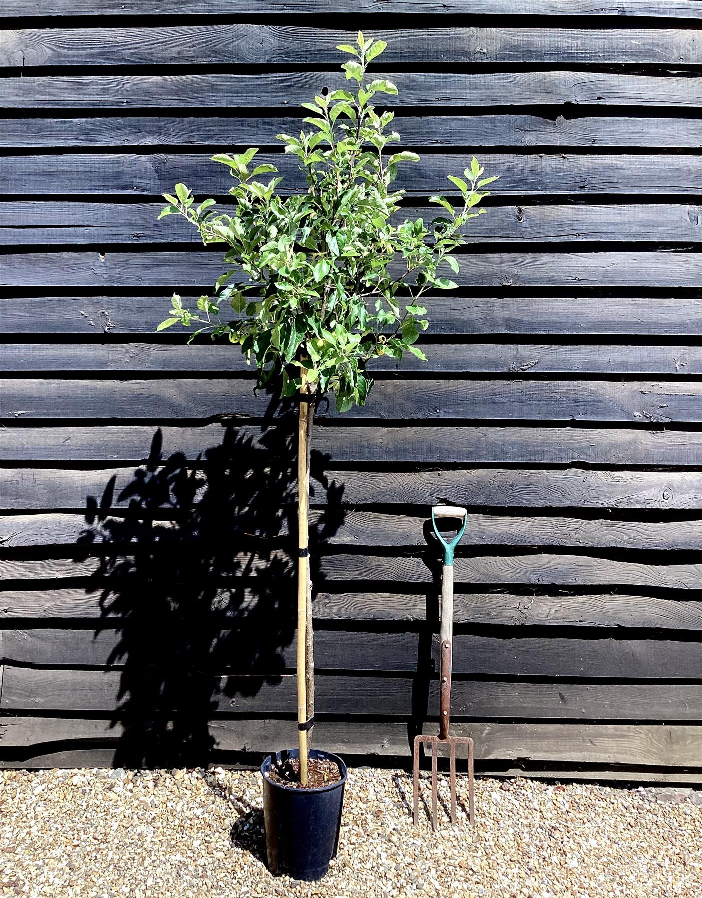 Applebaum Tree Apple tree 'Idared' | Malus domestica - 150-160cm - 10lt – Arundel ...