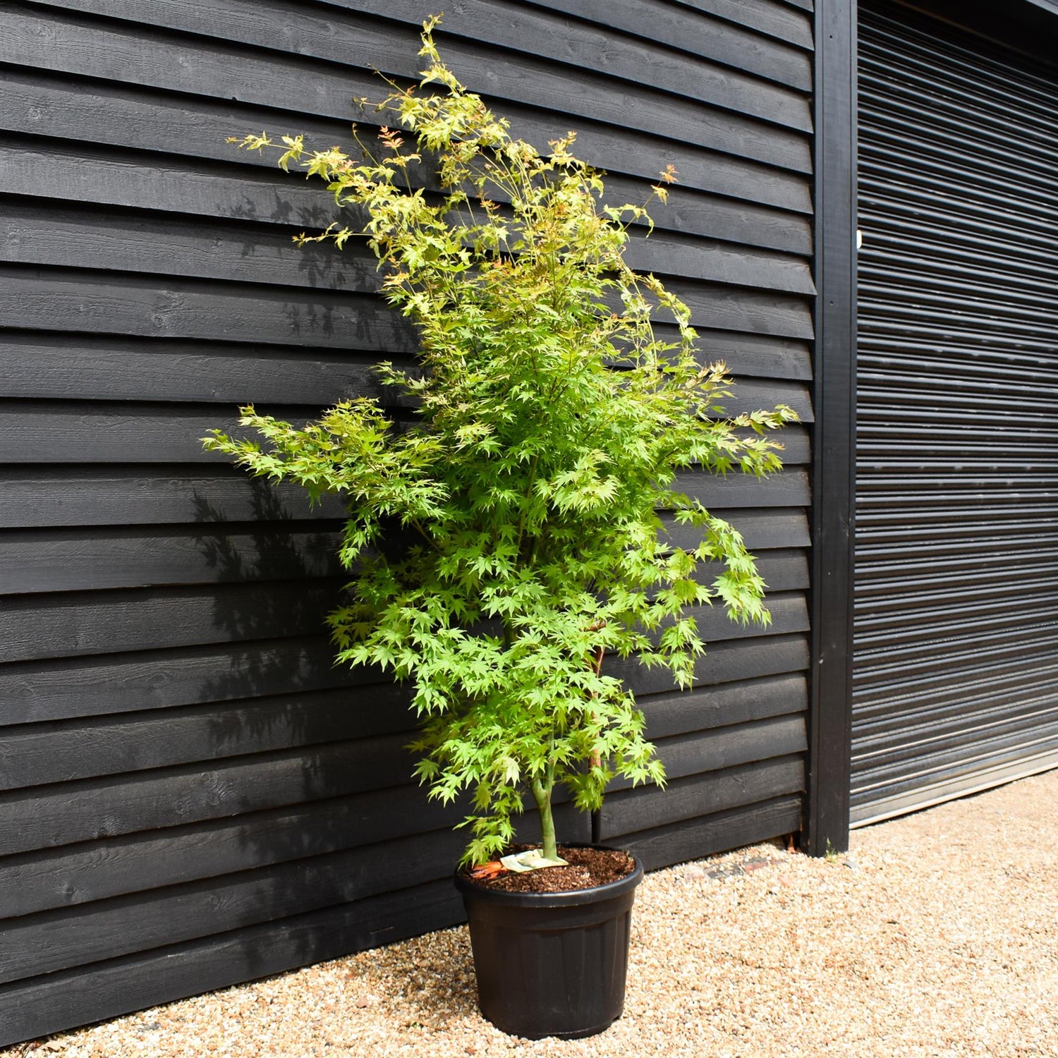 Acer palmatum 'Orange Dream' - Height 200-220cm - 55lt