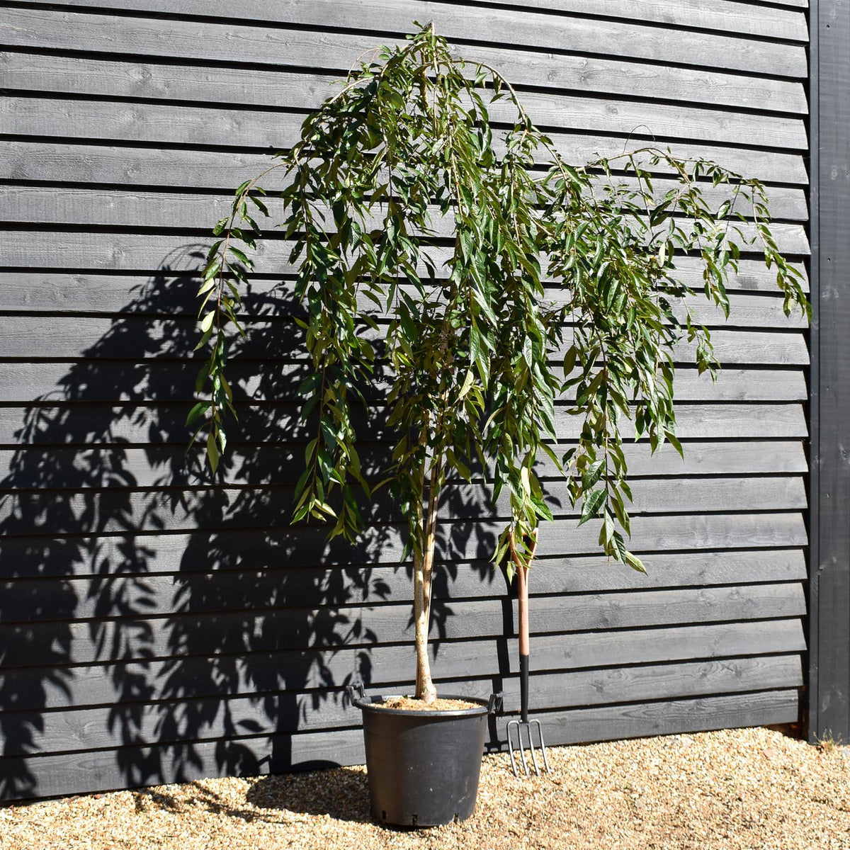 Prunus Subhirtella Pendula Rubra - Height 180-220cm - 12lt