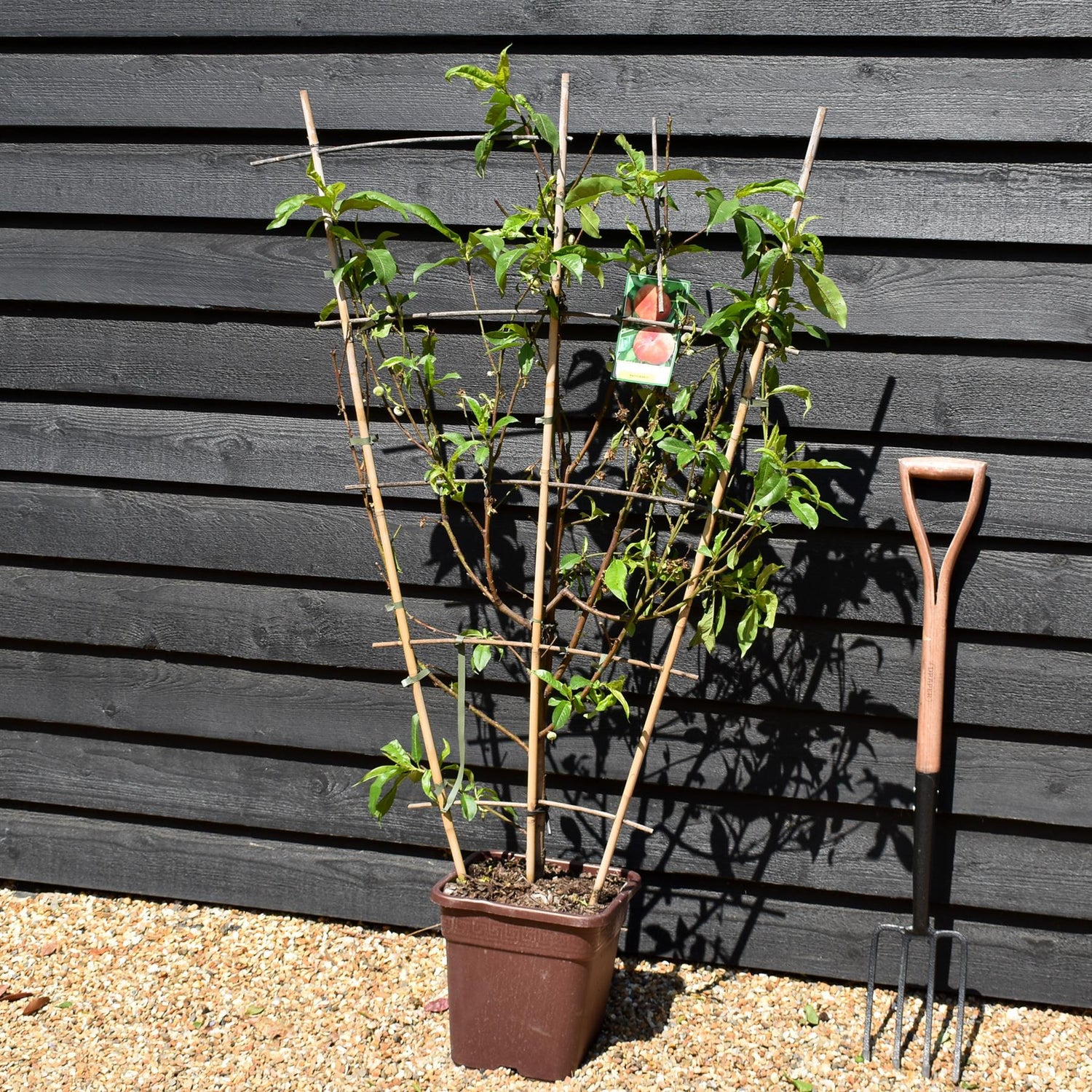 Peach peach | Prunus persica 'Piatto Bianco' - Frame - Height 135cm - 15lt