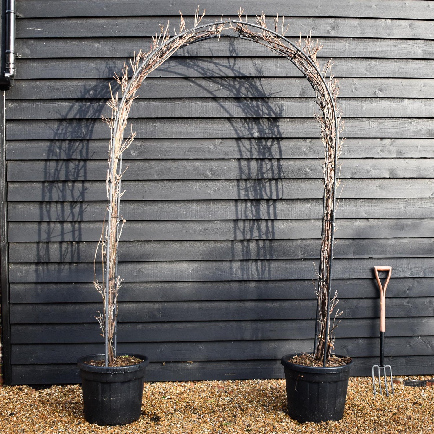 Wisteria floribunda 'Longissima Alba'  (White) - Arch (H) 250cm - (W) 150cm - 55lt