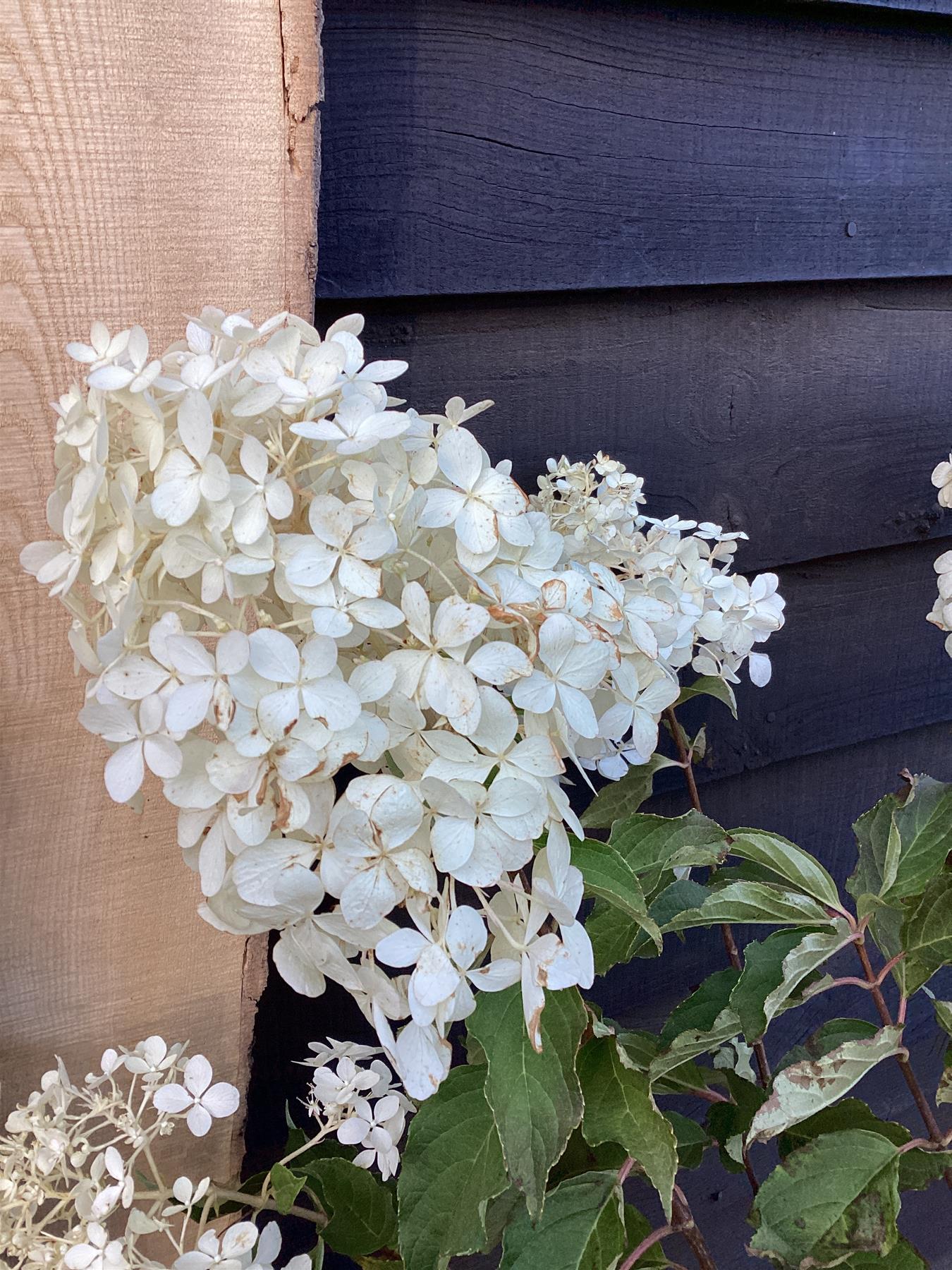 Hydrangea paniculata 'Phantom'  10lt