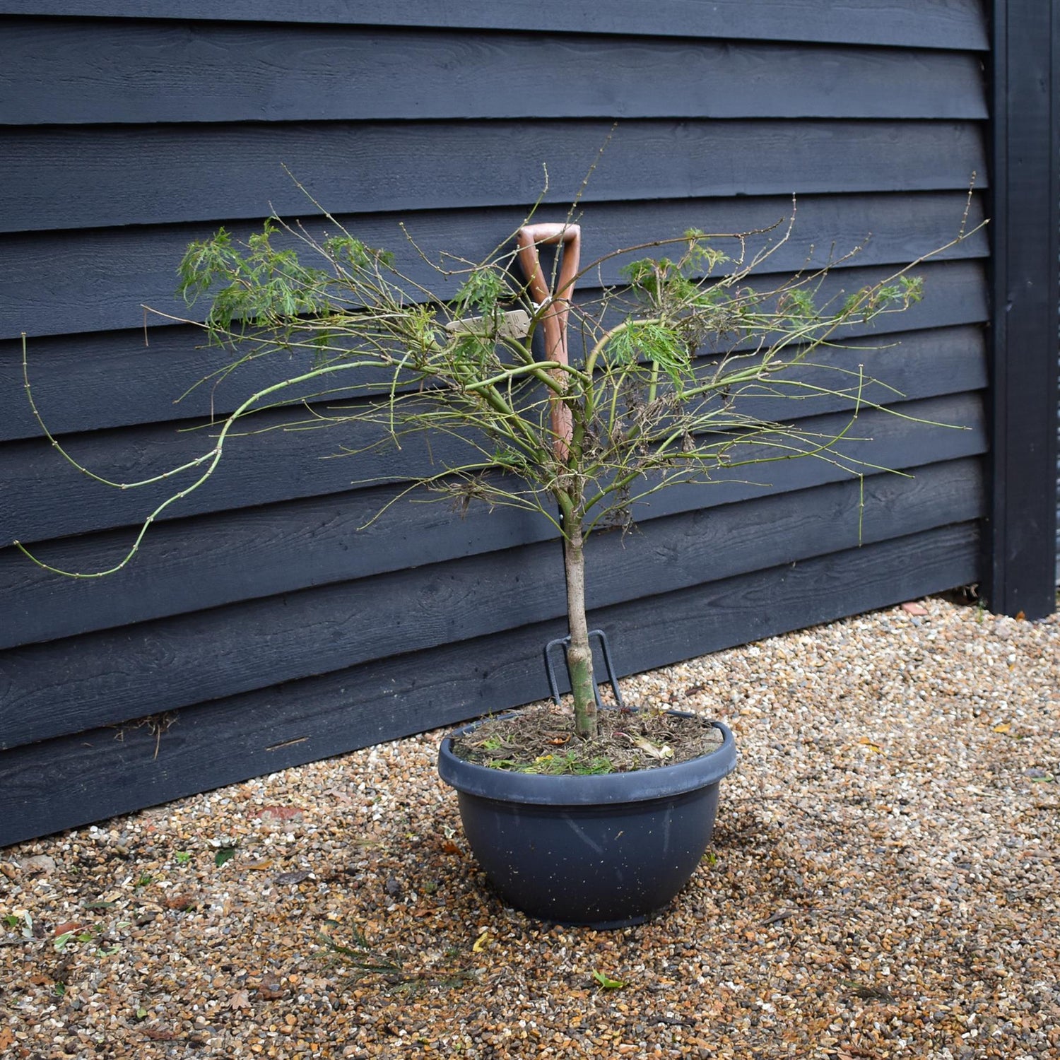 Acer palmatum dissectum | laceleaf Japanese maple -  Bowl - Clear Stem 30cm - Height 80-90cm - 40lt