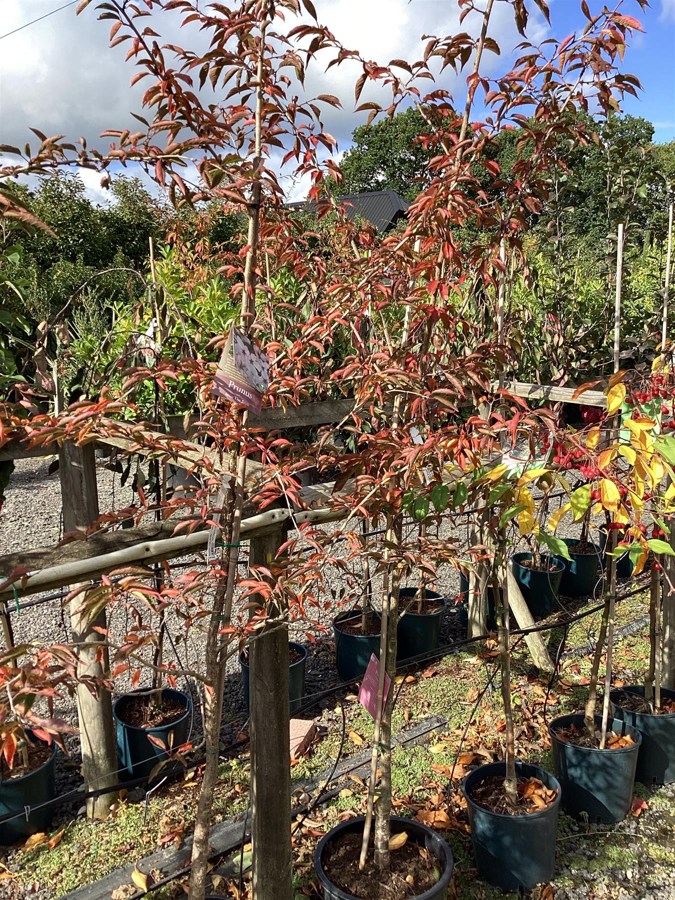 Prunus 'The Bride' | Cherry 'The Bride' - 230-260cm, 20lt