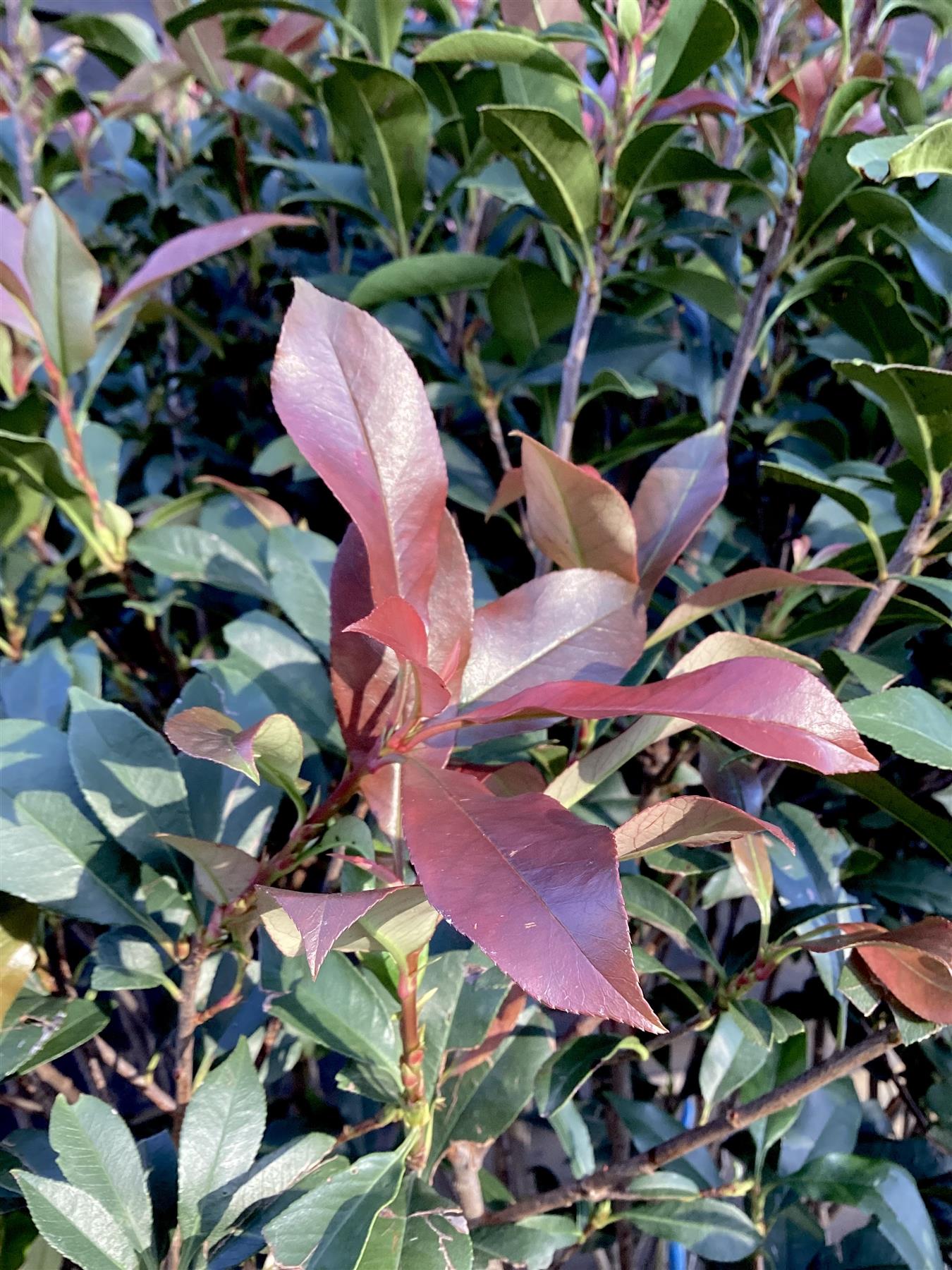 Photinia Robusta Compacta Multistem Tree - Parachute - 250-270cm - 180lt