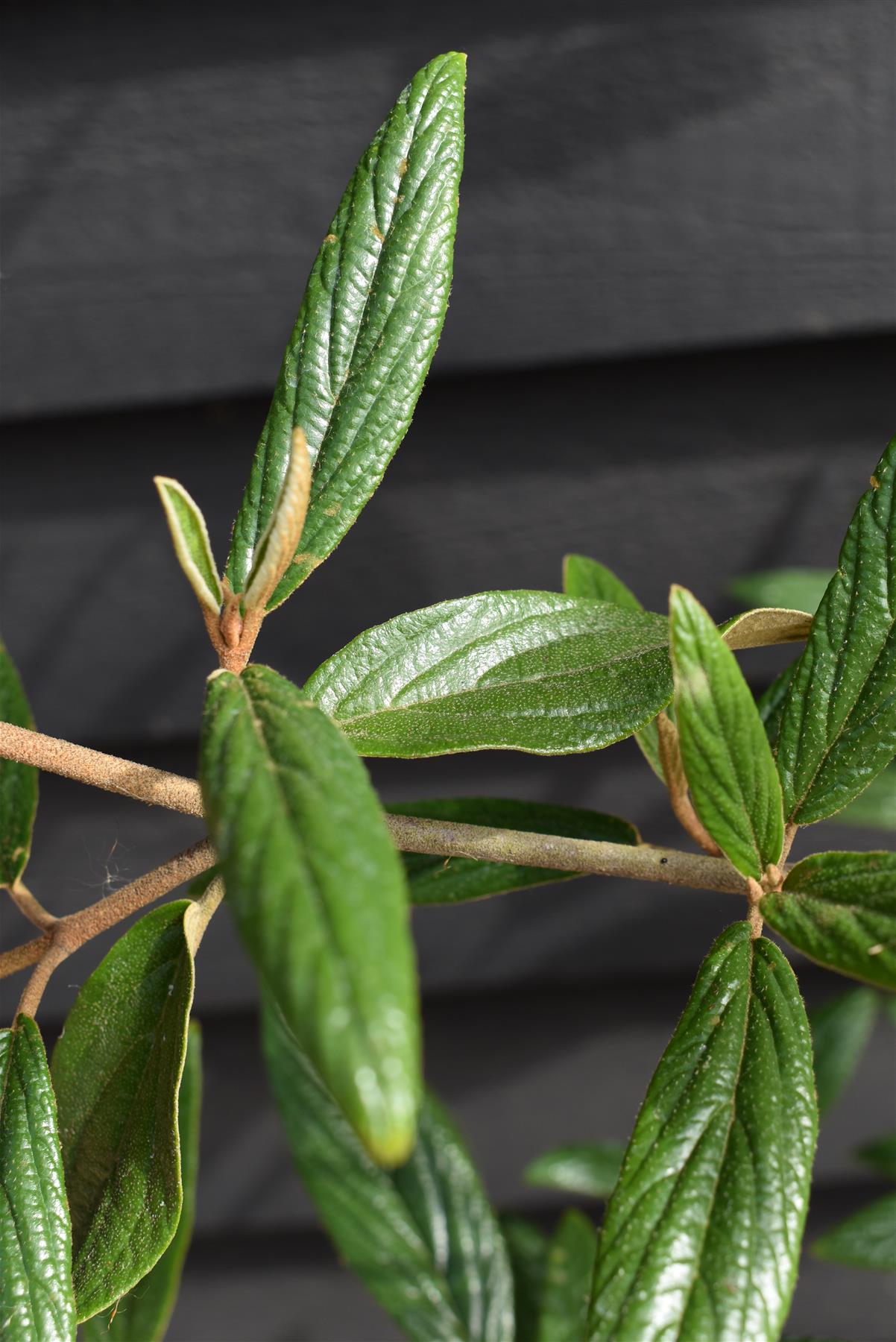 Viburnum Pragense - 90-120cm, 15lt