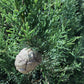 Cupressus sempervirens (Italian Cypress) - 550/580cm, 150lt