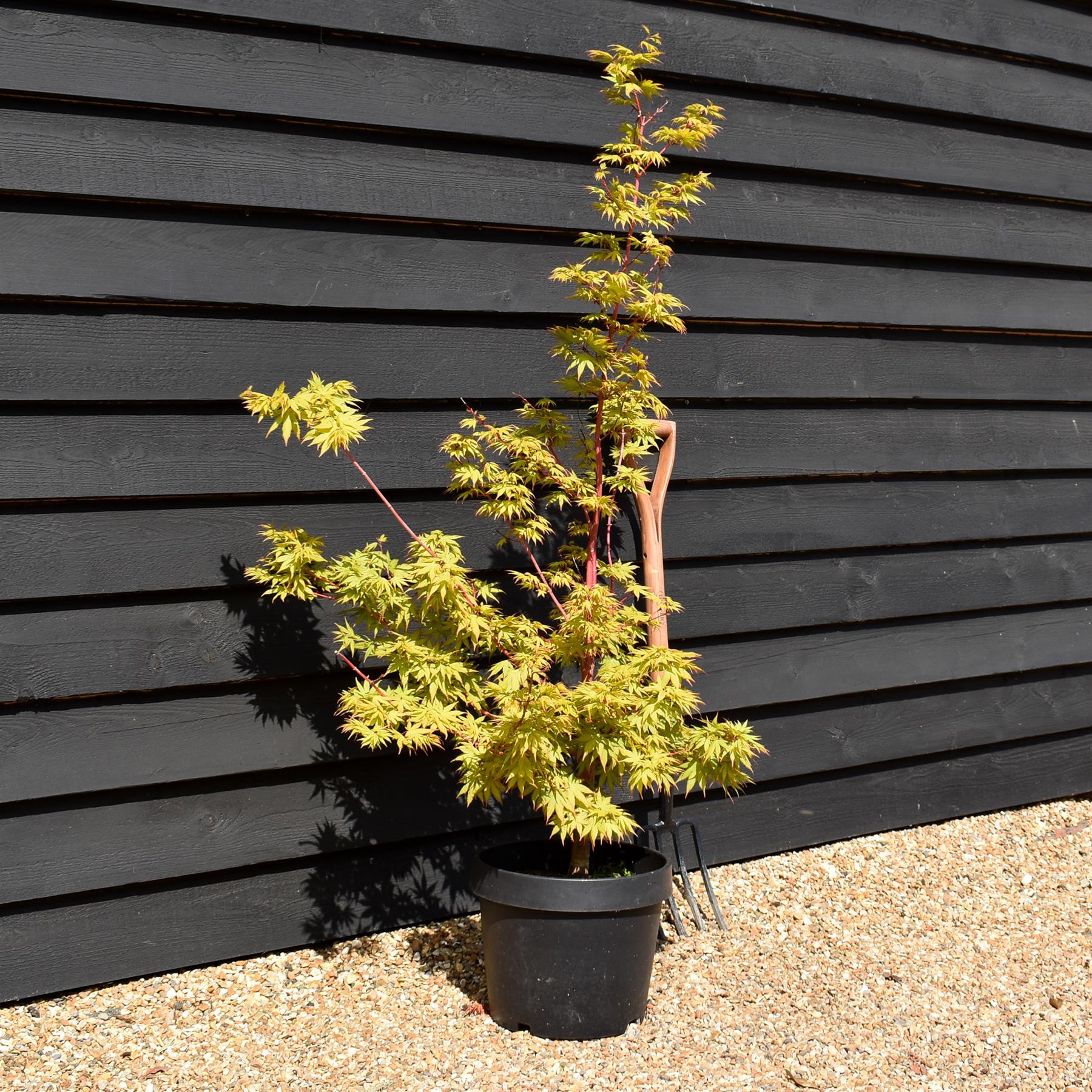 Acer palmatum 'Sango-kaku' | Red Bark Maple - 130-140cm - 15lt