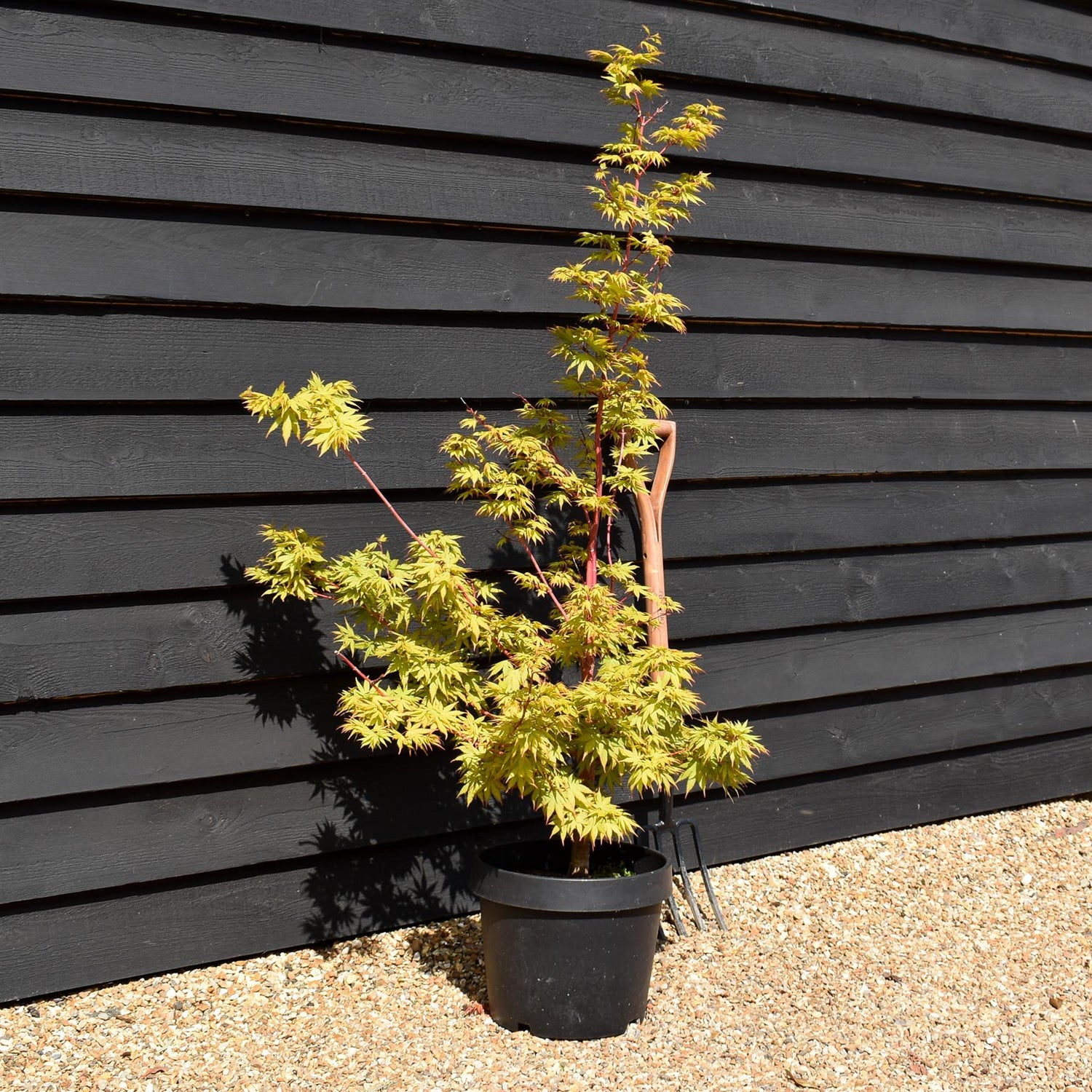 Acer palmatum 'Sango-kaku' | Red Bark Maple - 130-140cm - 15lt