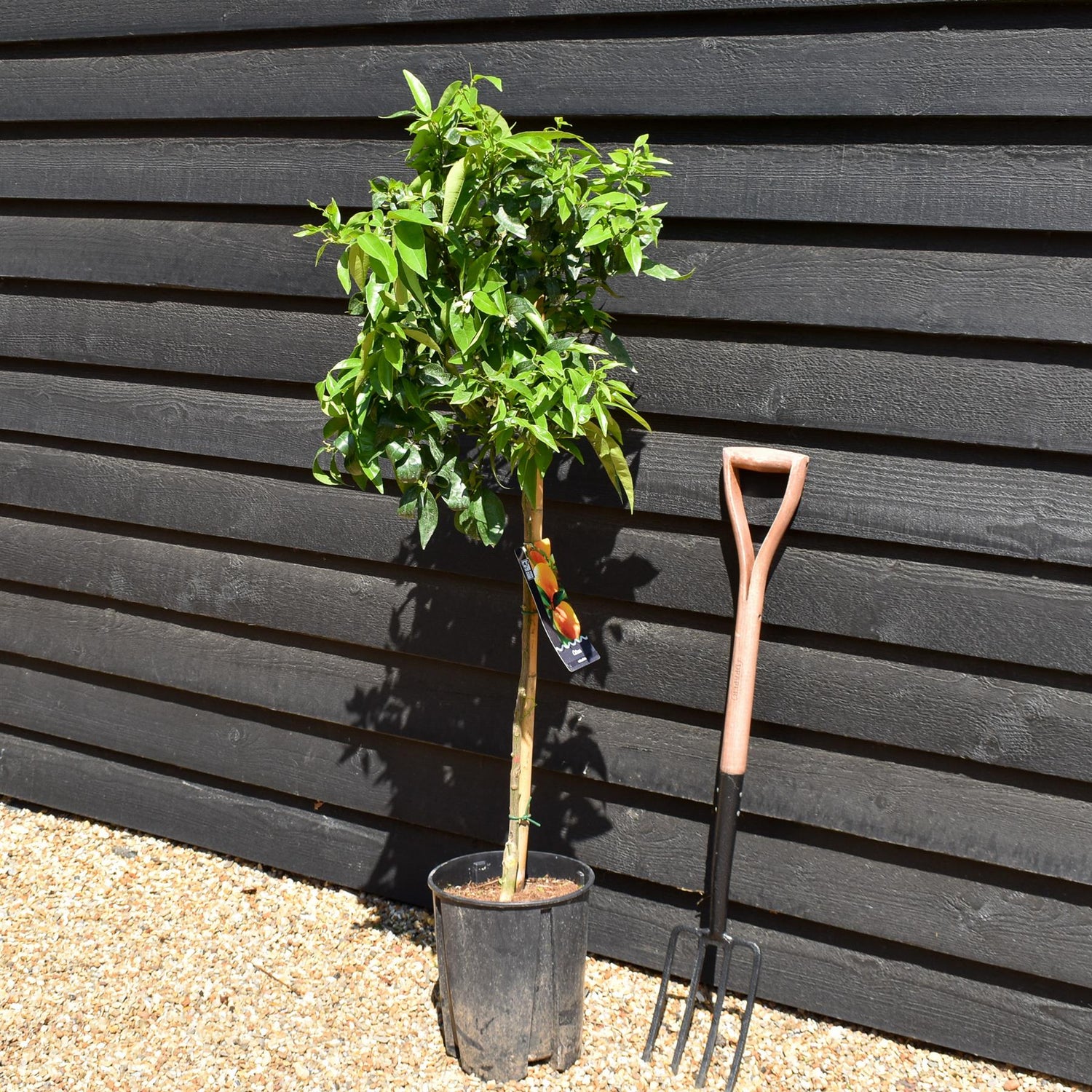 Mandarin Tree|Citrus reticulata 'Mandarino' - Tree - Clear Stem 60-70cm - Height 120-130cm - 10lt