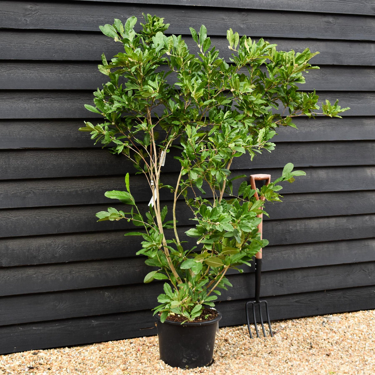 Magnolia Stellata | Star Magnolia - Bush - Height 120-140cm - 20lt