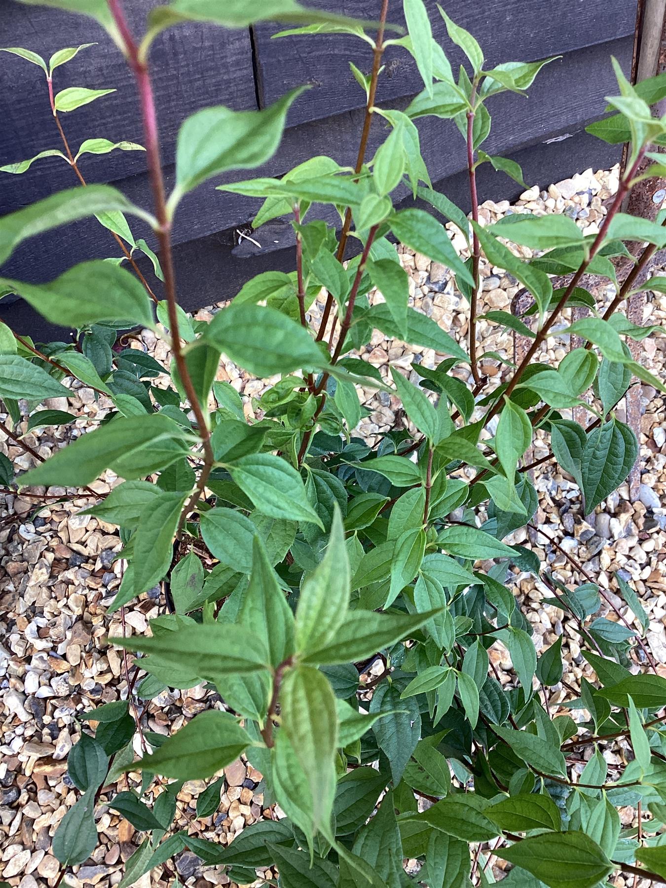 Philadelphus 'Lemoinei' - 55-65cm, 12lt