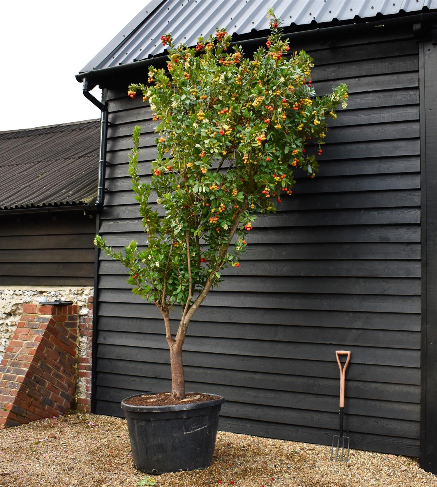 Arbutus Unedo | Strawberry Tree - Multistem - Height 310-320 - 180lt